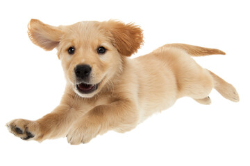 Adorable golden retriever puppy leaps joyfully against a black backdrop, showcasing its playful energy and irresistible charm in mid-air isolated on transparent background
