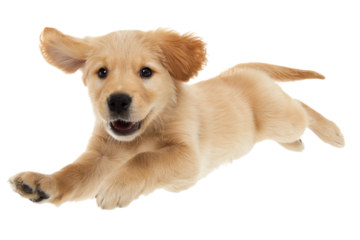 Adorable golden retriever puppy leaps joyfully against a black backdrop, showcasing its playful energy and irresistible charm in mid-air isolated on transparent background
