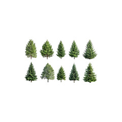 Group of lush green conifer trees with needle-like foliage isolated on white background