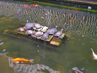 Group Of Turtles Relaxing On A Floating Structure In A Peaceful Pond Surrounded By Colorful Fish