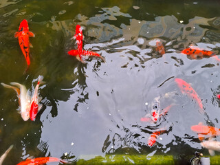 Colorful Fish Swimming Gracefully in a Tranquil Pond Surrounded by Lush Greenery