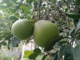 Fresh grapefruit on the tree that is tempting 