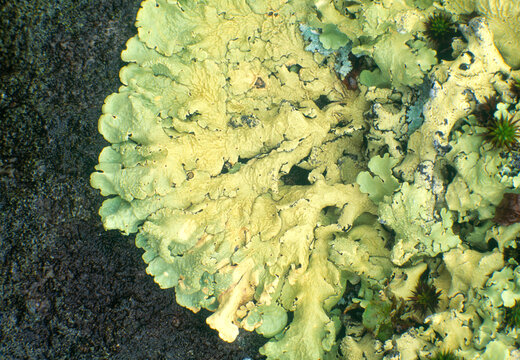 Liverwort bryophyte foothills Blue Ridge Mountains North Carolina film