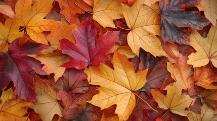 Obraz premium A pile of autumn leaves with a mix of red, orange, and yellow colors, scattered on a white surface.