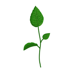 Mint leaf illustration,hand drawn green leaves,aromatic herbal medicinal plant