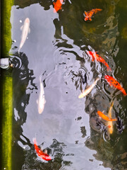 Colorful Fish Swimming in Clear Water