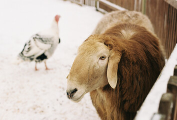Brown sheep in snowy enclosure with turkey in background
