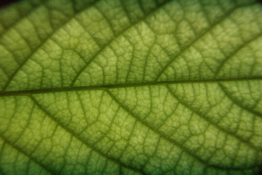 Close-up detailed texture of green leaf veins in natural sunlight