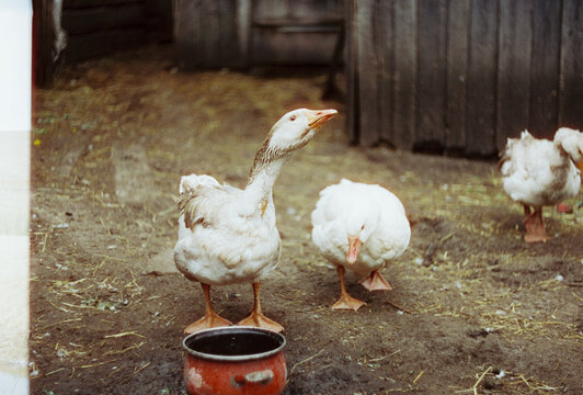 Domestic geese standing on a muddy farmyard