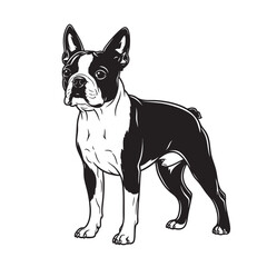 Vector illustration of a Boston Terrier dog standing proudly. Pet.