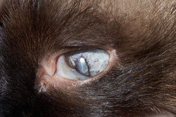 Close-up of cat's blue-water eye surrounded by soft, fluffy brown fur.
