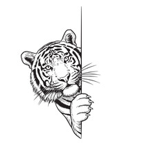 Vector illustration of a majestic tiger peeking around a corner. Wildlife Animals.