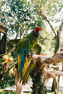 Colorful parrot perched on a tree branch