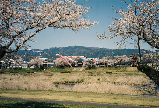 Koinobori carp streamers flying with cherry blossoms

