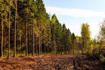 Obraz premium Cleared area in the forest for laying an underground gas pipeline