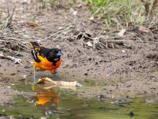Oriole Searching for Food Near a Puddle at Rondeau Provincial Park