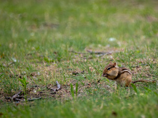 Chipmunk Eating a Nut in the Grass at Rondeau Provincial Park