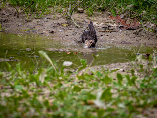 Female Red-Winged Blackbird Bathing at Rondeau Provincial Park
