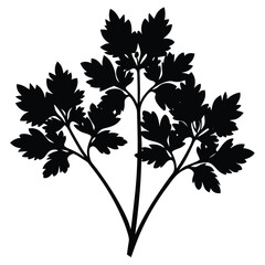Black and white silhouette of parsley herb isolated on white background for culinary purposes
