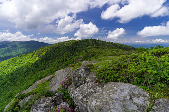 Spring blooms at Roan Mountain