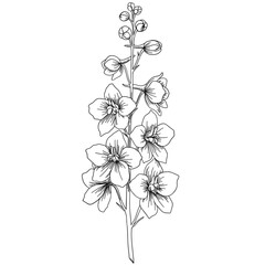 Hand drawn Delphinium flower branch in simple sketch style on white background. Botanical plant nature concept. Vector illustration for print, textile, pattern, card