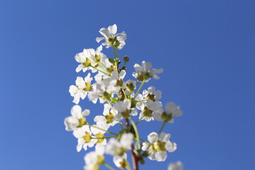 white cherry blossom