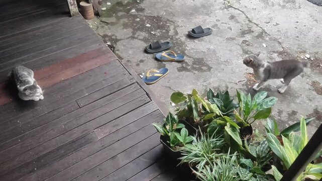 2 cats fighting in the yard