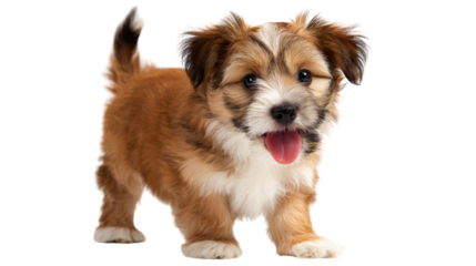 Adorable, fluffy puppy with a playful expression, standing against a white background.