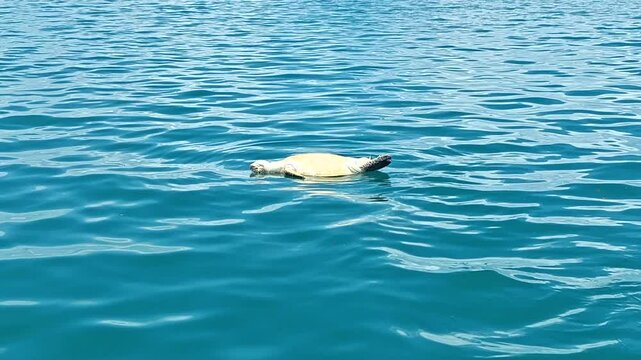 Dead Sea Turtle Floating in the Ocean near Semporna, Sabah  Marine, Pollution and Conservation Concept