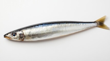 Fototapeta premium Single fish on white background