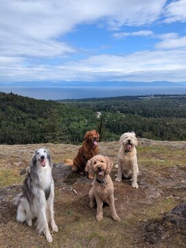 Pack of 4 dogs smiling at the top of a hike