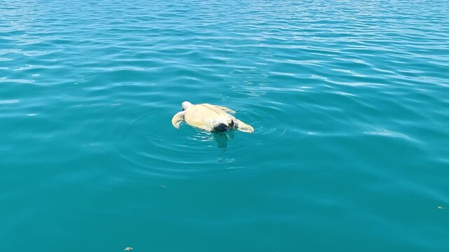 Dead Sea Turtle Floating in the Ocean near Semporna, Sabah  Marine, Pollution and Conservation Concept