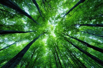 Naklejka premium Lush green forest canopy viewed from below.