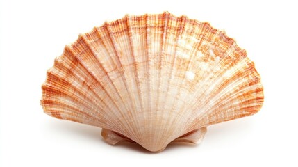 Obraz premium Seashell, fan-like, light brown