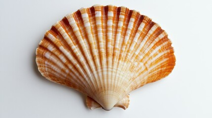 Obraz premium Seashell on a white surface