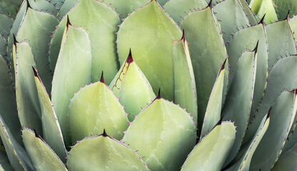 Close up of an aloe plant.