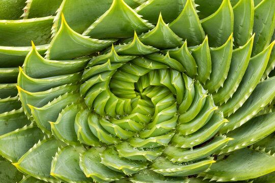 Close-up of a Spiral Aloe or Aloe polyphylla plant.