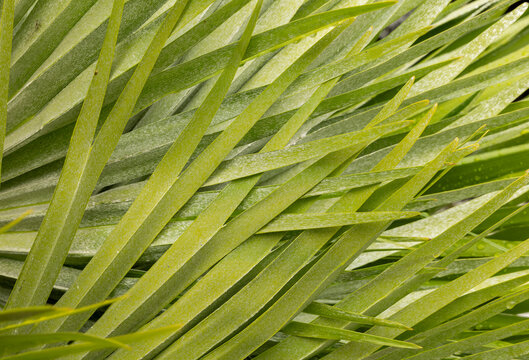 Abstract image of interwoven reeds.