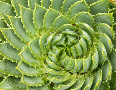 Close-up of a Spiral Aloe or Aloe polyphylla plant.