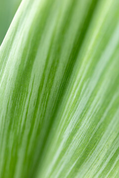 Macro fo a green leaf.