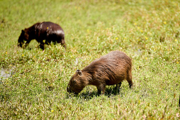 Pair of capybaras, hydrochoerus hydrochaeris. It is the largest living rodent, native to South America. El Palmar National Park, Entre Rios, Argentina.