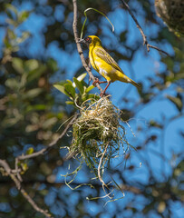 A male Southerrn Masked Weaver bird can't find a mate to join him in his intricately woven nest, so he completly disassembles it.