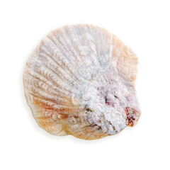 Close up seashell blue ivory colored, object  isolated on white background. Cutout natural Shell of mollusk with soft shadows, beauty nature, organic shape and macro texture details, design element