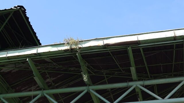 The grass growing on the iron roof of the building sways in the wind.