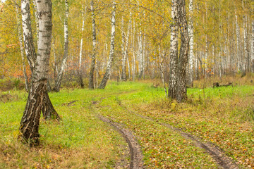 Path leading to autumn forest. Autumn landscape.