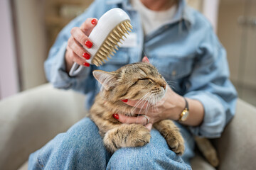 Animal hotel worker gently grooming cat with steam brush, massaging hair, removing knots. Woman...