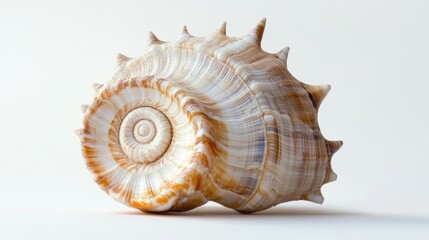 Obraz premium Spiral seashell on white background 