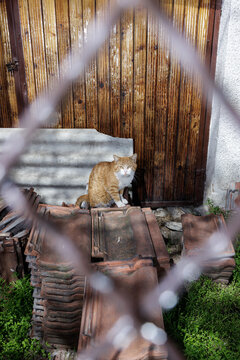 Cat behind a chain link fence