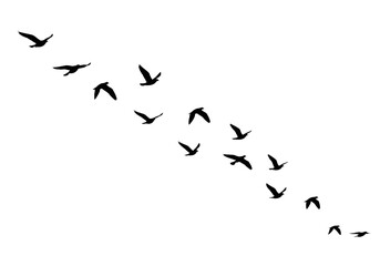 Serene Silhouette: A Minimalist Flock of Birds Soaring in Formation, Abstract Avian Dance: A Line Art Depiction of Birds in Flight against a Dark Backdrop