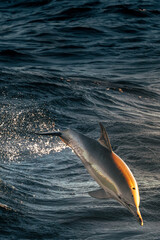 Spinner dolphin jumping out of the water in the Pacific Ocean at the Gold Coast, Queensland.